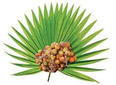 Kruipende palmfruitextract (Serenoa repens) in Urostal